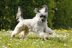 running Chinese Crested Powderpuff