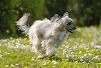 running Chinese Crested Powderpuff