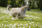 running Chinese Crested Powderpuff