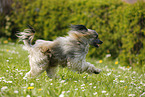 running Chinese Crested Powderpuff