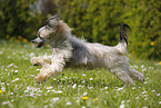 running Chinese Crested Powderpuff