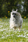 running Chinese Crested Powderpuff