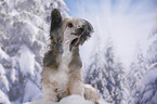 sitting Chinese Crested Powderpuff