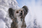 Chinese Crested Powderpuff Portrait