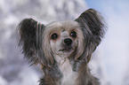 Chinese Crested Powderpuff Portrait