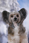 Chinese Crested Powderpuff Portrait