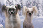 Chinese Crested Dogs