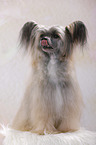 sitting Chinese Crested Powderpuff