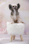 sitting Chinese Crested Powderpuff