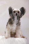 sitting Chinese Crested Powderpuff