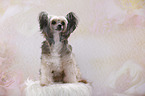 sitting Chinese Crested Powderpuff