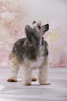 Chinese Crested Powderpuff