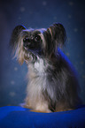 sitting Chinese Crested Powderpuff