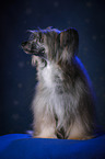 sitting Chinese Crested Powderpuff