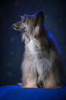 sitting Chinese Crested Powderpuff