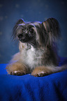 lying Chinese Crested Powderpuff