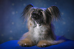 lying Chinese Crested Powderpuff