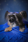 lying Chinese Crested Powderpuff