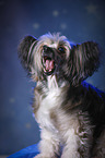 Chinese Crested Powderpuff Portrait