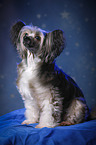 sitting Chinese Crested Powderpuff