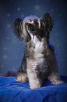 sitting Chinese Crested Powderpuff