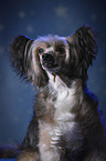 Chinese Crested Powderpuff Portrait