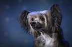 Chinese Crested Powderpuff Portrait