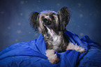 lying Chinese Crested Powderpuff