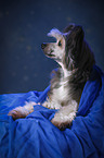 lying Chinese Crested Powderpuff