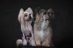 Chinese Crested Dogs