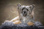 lying Chinese Crested Powderpuff