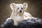 lying Chinese Crested Powderpuff