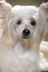 Chinese Crested Powderpuff face