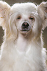 Chinese Crested Powderpuff face