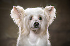 Chinese Crested Powderpuff Portrait