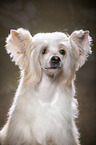 Chinese Crested Powderpuff Portrait