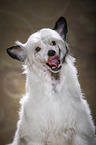 Chinese Crested Powderpuff Portrait