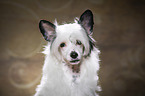 Chinese Crested Powderpuff Portrait