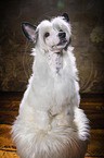 sitting Chinese Crested Powderpuff