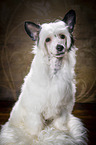 sitting Chinese Crested Powderpuff