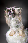 sitting Chinese Crested Powderpuff