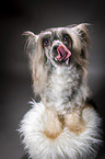 sitting Chinese Crested Powderpuff