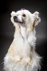 sitting Chinese Crested Powderpuff