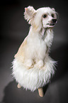 sitting Chinese Crested Powderpuff