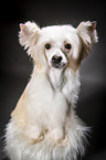 sitting Chinese Crested Powderpuff