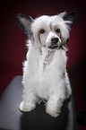 sitting Chinese Crested Powderpuff