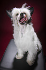 sitting Chinese Crested Powderpuff