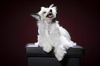 lying Chinese Crested Powderpuff