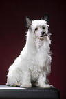 sitting Chinese Crested Powderpuff