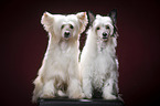 sitting Chinese Crested Powderpuffs